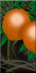 Food - Fruit, Oranges