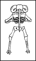 Thumbnail: Skeletal Ram (B)
